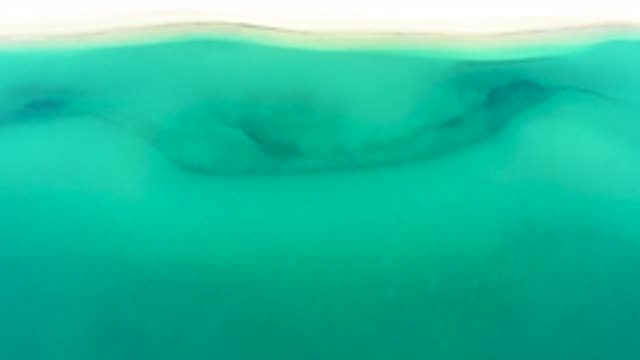 LA RIBERA BCS MEXICO-2020: Blue Sea Fish in Cold Water and Fishes in Salt Water