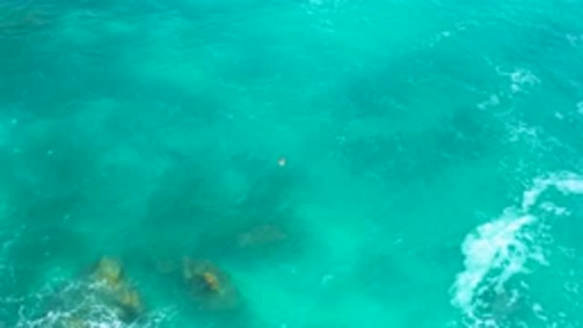 SECRETS MARQUIS LOS CABOS MEXICO-2020: A Mammal Floats In Greenish Seawater As