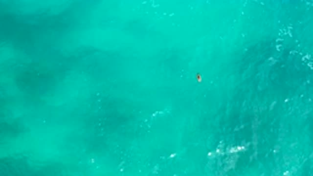 SECRETS MARQUIS LOS CABOS MEXICO-2020: Small Fish Swimming Around In The Mighty