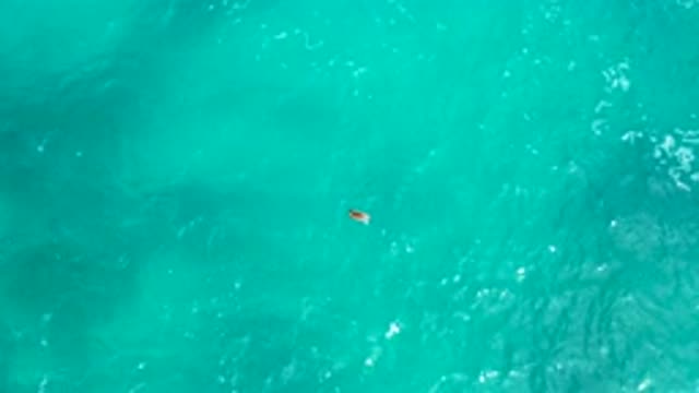 SECRETS MARQUIS LOS CABOS MEXICO-2020: Small Animal Swimming In The Middle Of