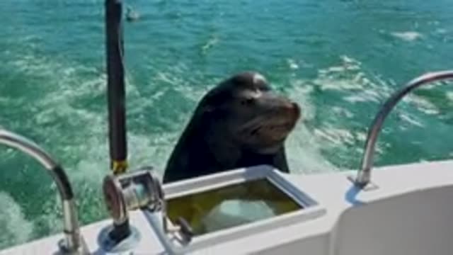 CABO SAN LUCAS MEXICO-2020: A Sea Creature Being Interviewed With The World's