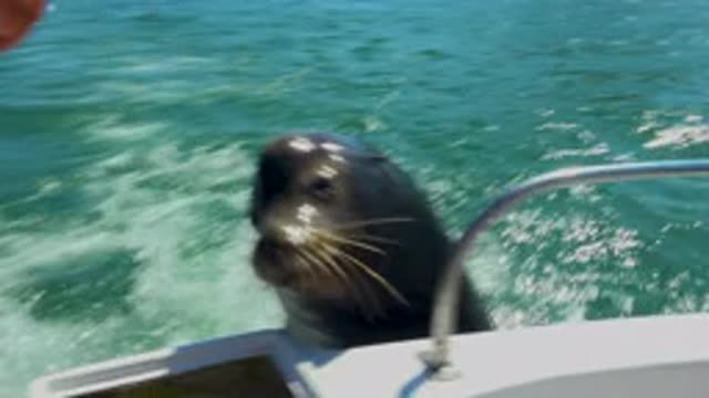 CABO SAN LUCAS MEXICO-2020: Wild Sea Lion Boarding A Boat For Eating Fishes