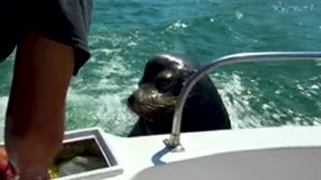 CABO SAN LUCAS MEXICO-2020: Seal In The Streamer Boat Courageous Man Standing