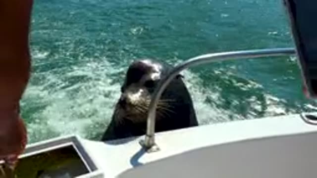 CABO SAN LUCAS MEXICO-2020: Seal In The Streamer Boat Courageous Man Took Mobile