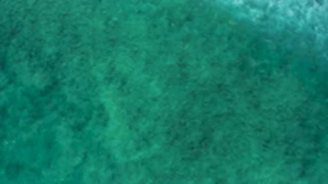 EL CARDONCITO BCS MEXICO-2020: Underwater Fishes Enjoying Blue Sea