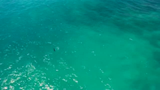 EL CARDONCITO BCS MEXICO-2020: A Bird Soars Gracefully Over a Big Blue Ocean