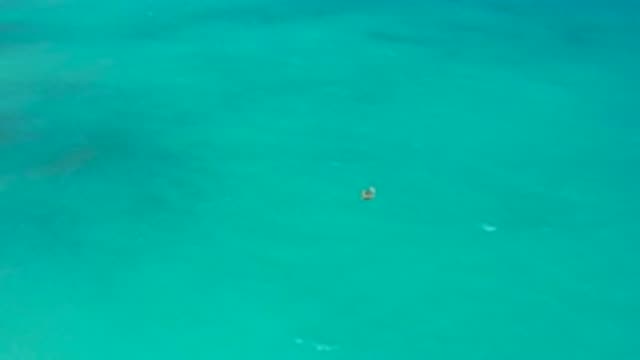 EL CARDONCITO BCS MEXICO-2020: A Large Waterbird Floating On The Ocean Flaps Its Wings