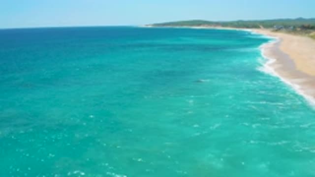 EL CARDONCITO BCS MEXICO-2020: The Magnificent Blue Bird Flying Over The