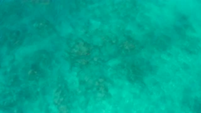 EL CARDONCITO BCS MEXICO-2020: Top View Of Fish From The Clear Water Of BeachSea