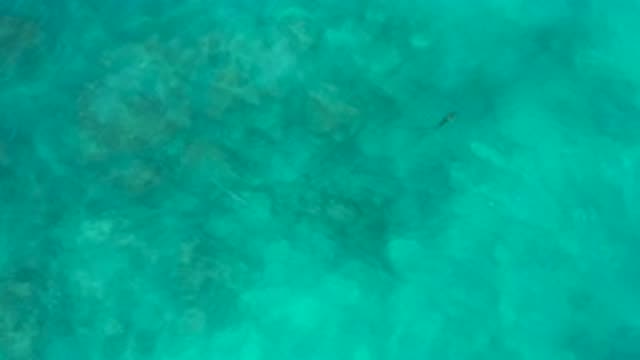 EL CARDONCITO BCS MEXICO-2020: Turquoise Clear Rippling Waters With A Lone Fish