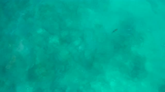 EL CARDONCITO BCS MEXICO-2020: Small Fish Swims Beneath Softly Rippling Clear Water