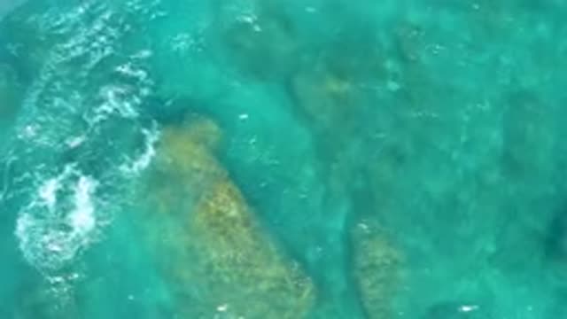 EL CARDONCITO BCS MEXICO-2020: Sea Water Movement Near The Plants