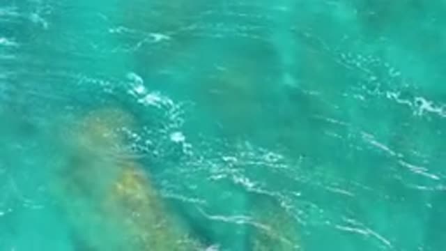 EL CARDONCITO BCS MEXICO-2020: Those Mild Beautiful Waves
