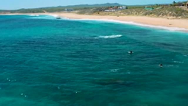 EL CARDONCITO BCS MEXICO-2020: A Fantastic Green Ocean