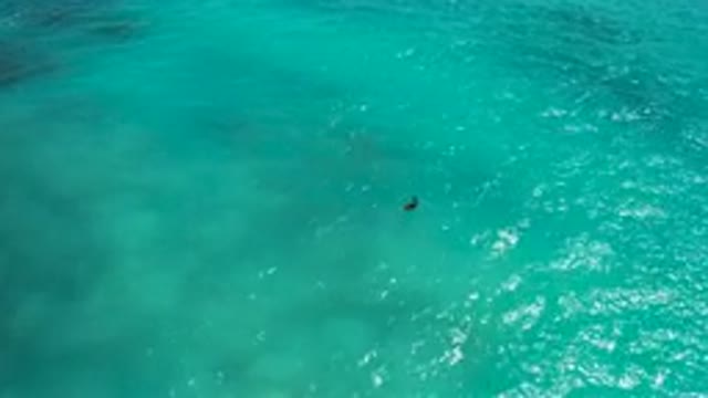 DESERT PARK NATURAL RESERVE BAJA CALIFORNIA SUR MEXICO-2020: Aerial View of Snorkeler in Turquoise Water