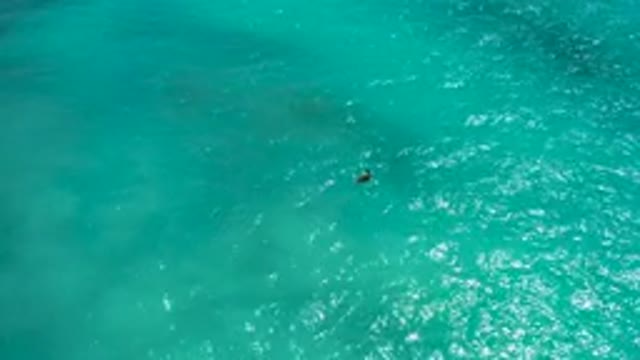 DESERT PARK NATURAL RESERVE BAJA CALIFORNIA SUR MEXICO-2020: Aerial View of Person Swimming in Turquoise Ocean
