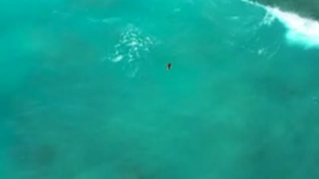 DESERT PARK NATURAL RESERVE BAJA CALIFORNIA SUR MEXICO-2020: Aerial View of Surfer in Turquoise Ocean